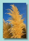 54_South Island Beach Grass